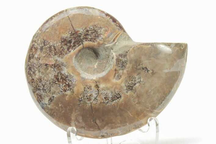 Polished Cretaceous Ammonite (Cleoniceras) Fossil - Madagascar #216040